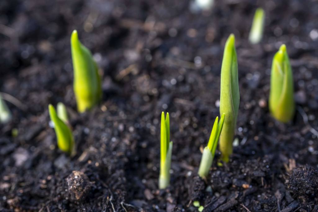 Tulips sprouting out of the soil in early Spring