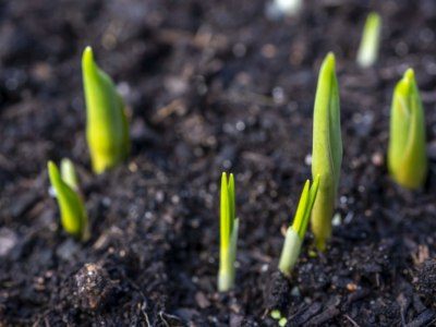 Tulips sprouting out of the soil in early Spring