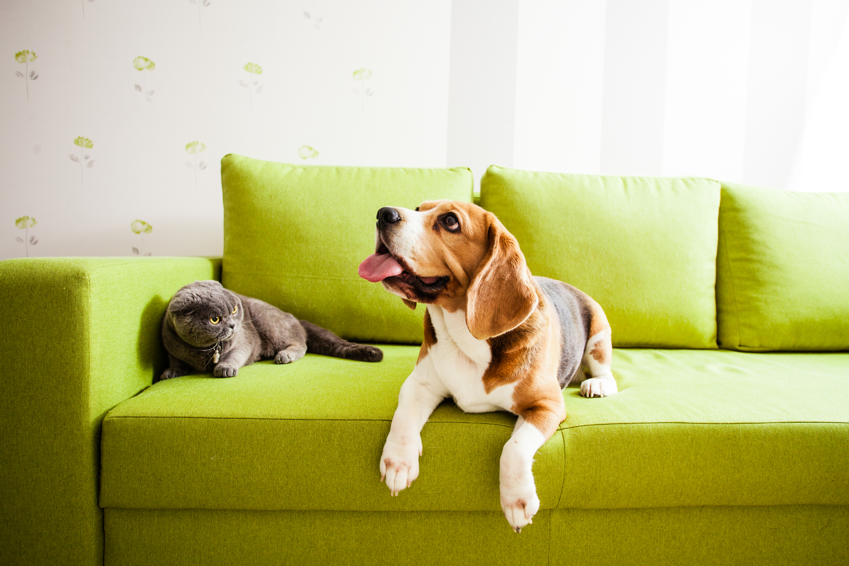 Cat and dog on sofa