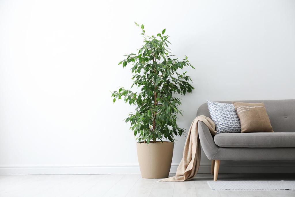 A grey sofa with cushions is located next to a large potted houseplant, which is sat on the floor.