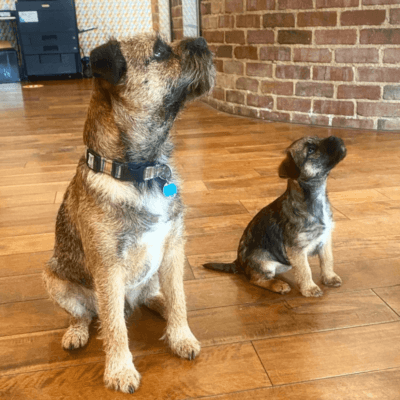 Doug and Winnie, the Pickard Properties dogs, in Headingley, Leeds.